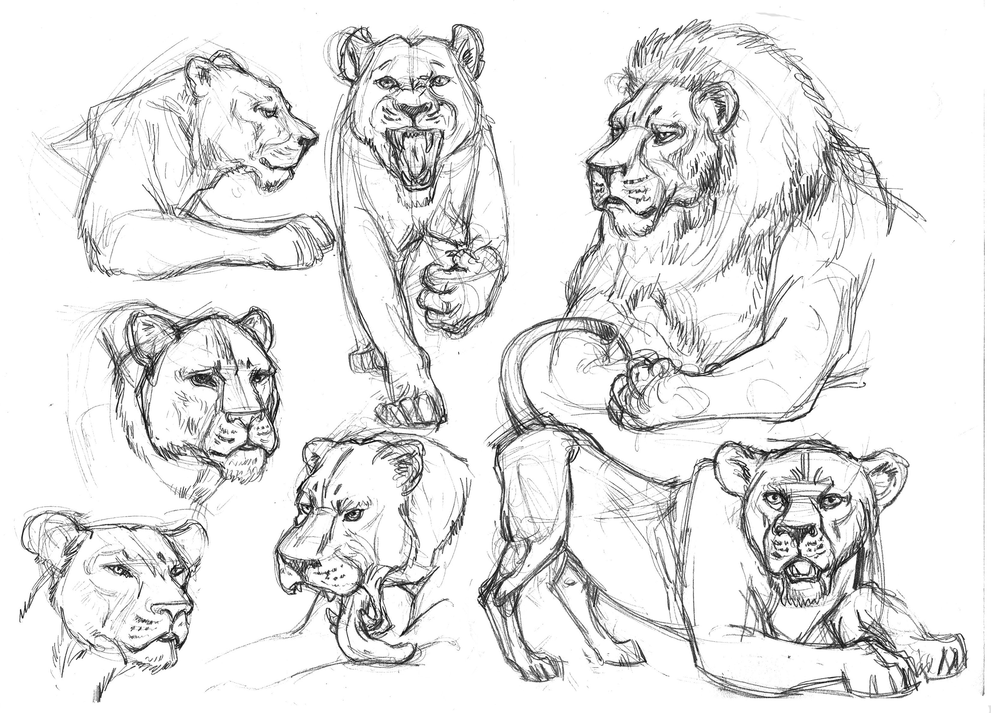 3300x2376 Garygeraths Animal Drawing