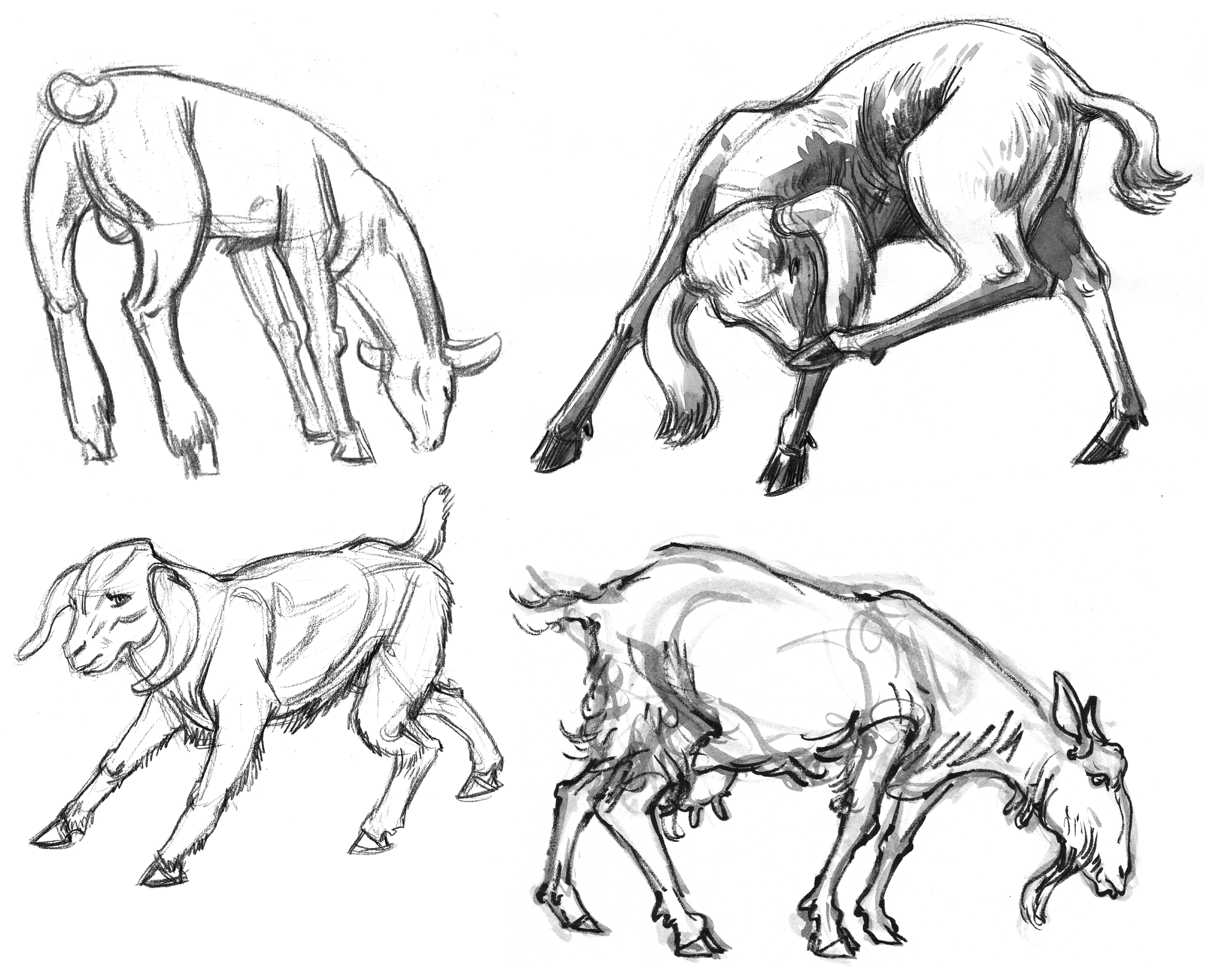3300x2657 Garygeraths Animal Drawing