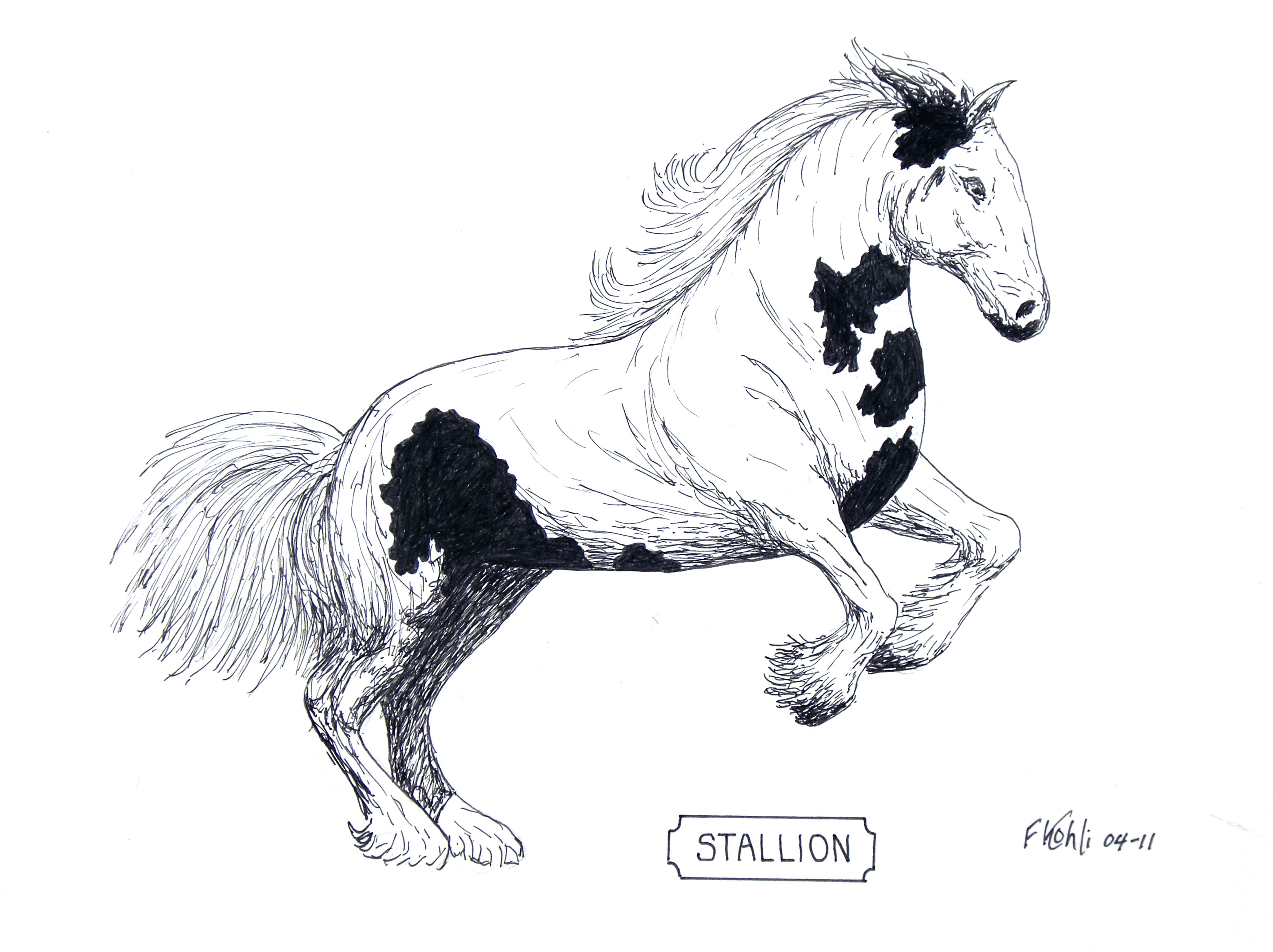 3120x2334 Stallion