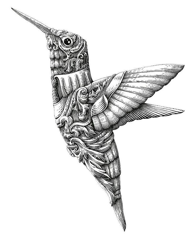 736x915 422 Best Drawing Images On Insects, Art Drawings