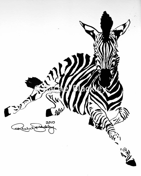 570x713 Young Zebra Ink Sketch Ink Drawing Pen Ink Black