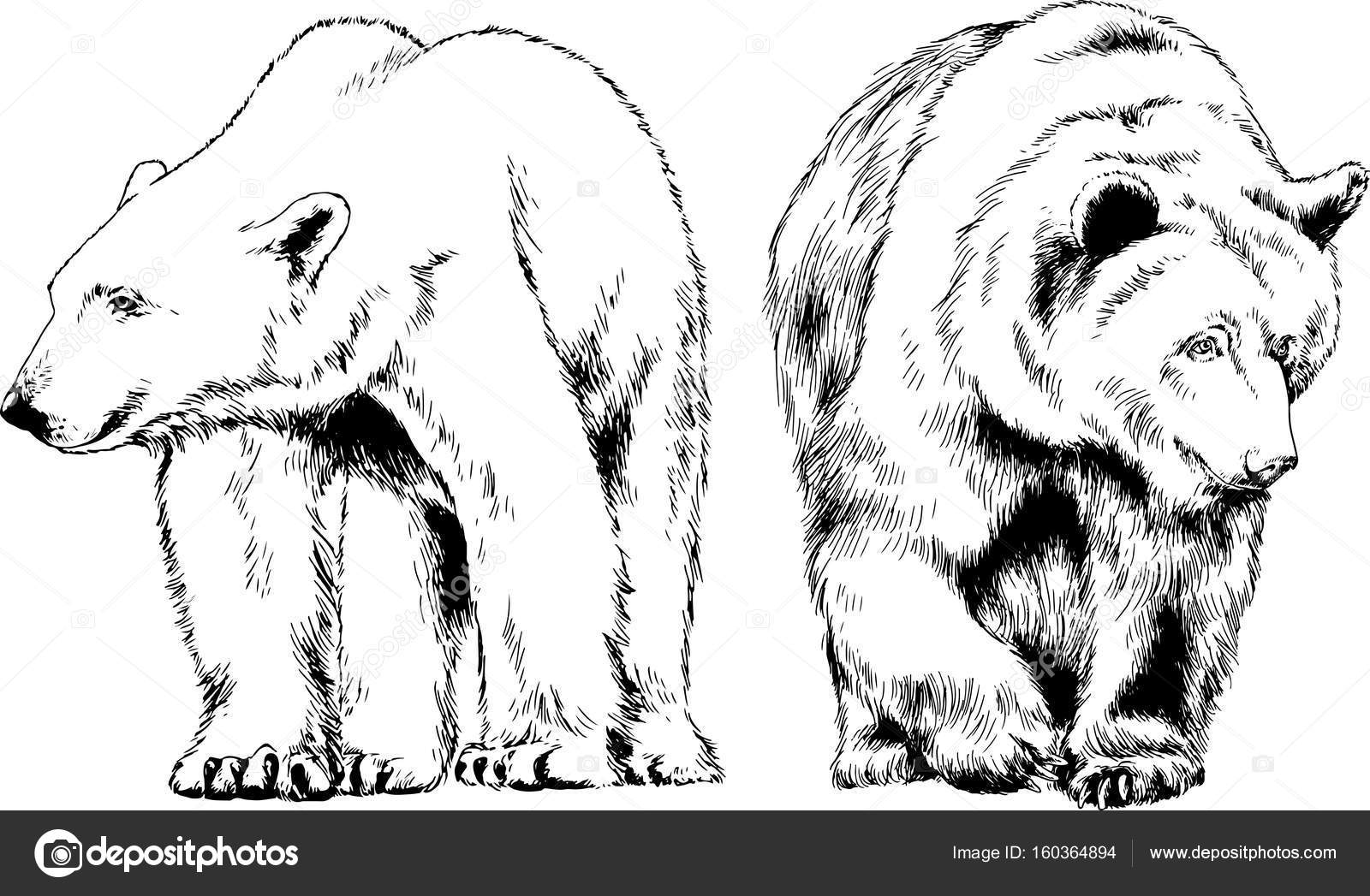1600x1047 Set Of Vector Drawings On The Theme Of Wild Animals Bears Drawn