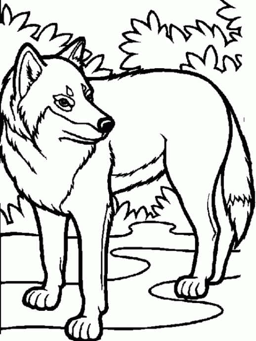 518x690 Arctic Wolf Coloring Pages