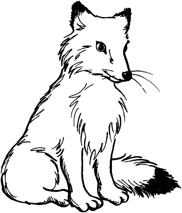 600x701 Arctic Fox Clipart Coloring Page