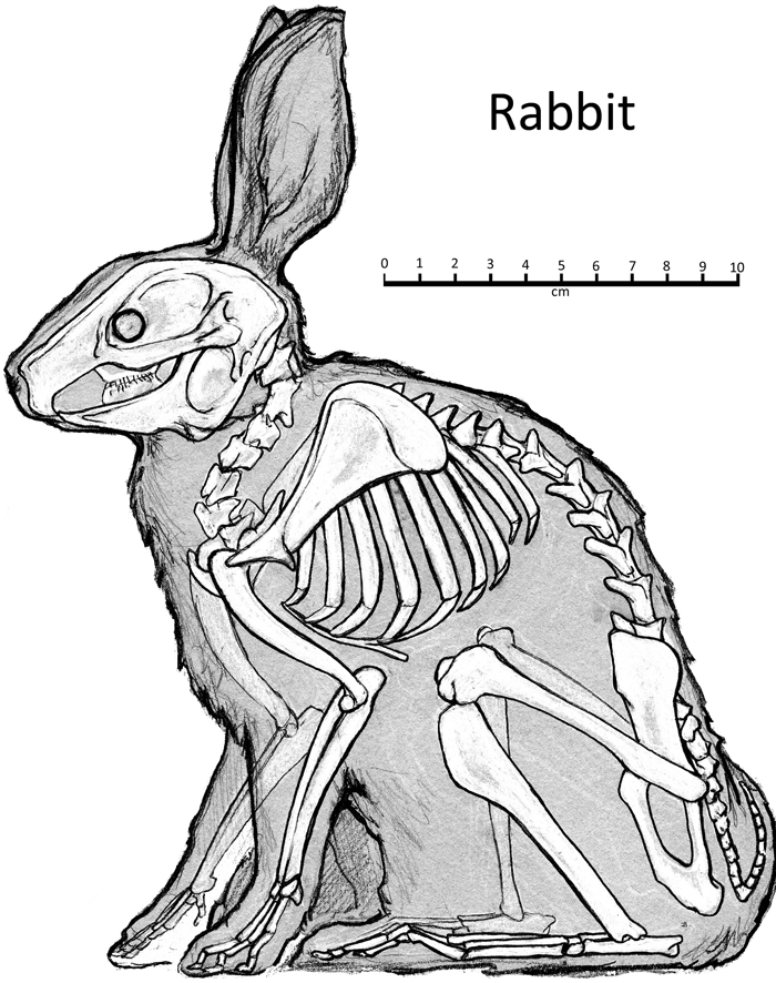700x886 Rabbit Skeletons