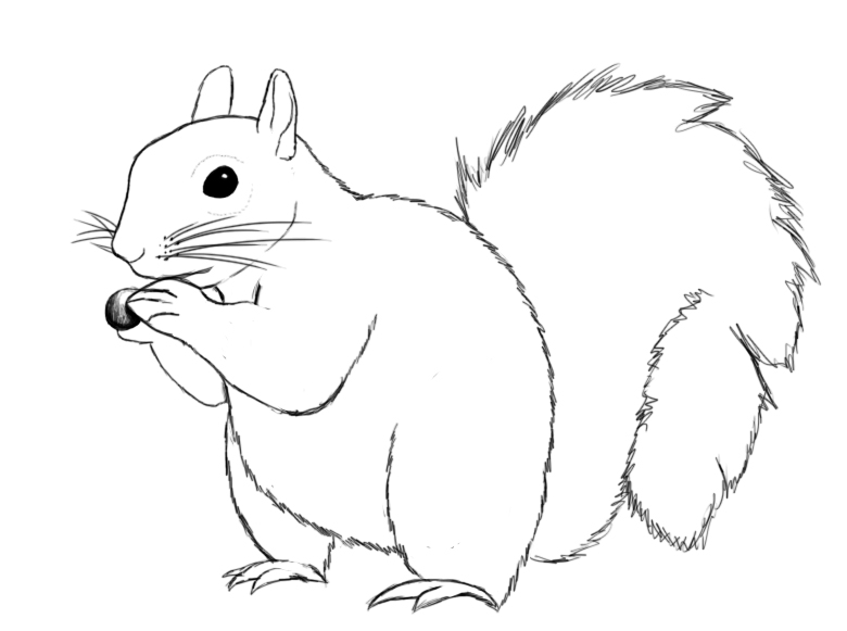 780x581 How To Draw A Squirrel Squirrel, Drawings And Embroidery