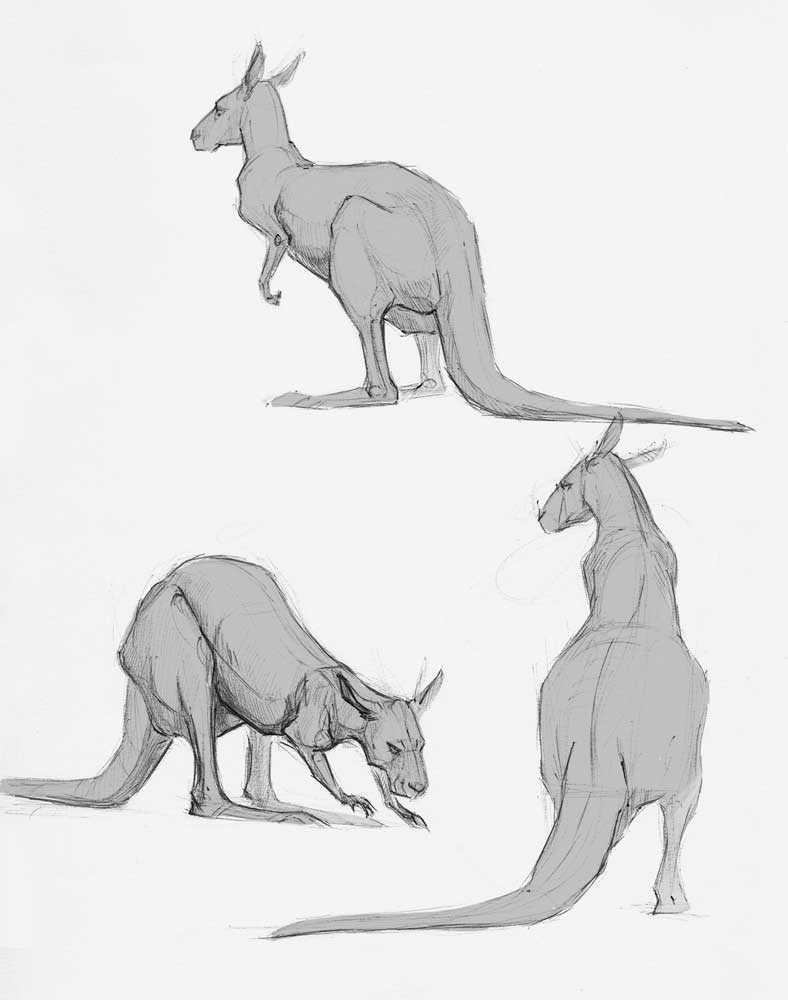 788x1000 Animal Drawing