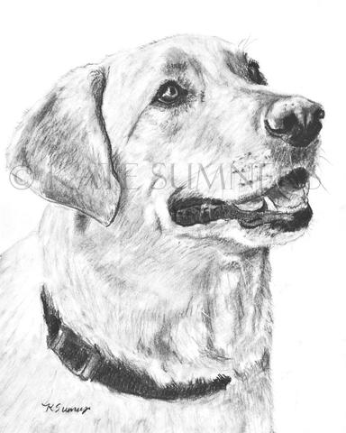 384x480 Labrador Retriever Art Print Of Drawing 8x10 Lab Dog Art Art