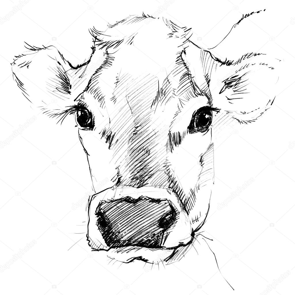 1024x1024 Cow. Cow Sketch. Dairy Cow Pencil Sketch. Animal Farm Stock