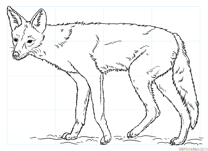 795x575 How To Draw A Jackal Step By Step Drawing Tutorials