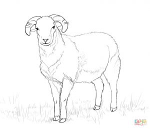 300x258 Ram Outline Coloring Page Print Download