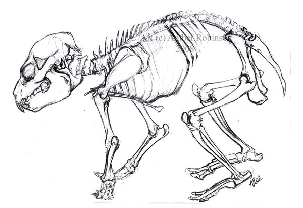 600x412 Animal Skeleton By Lislocat