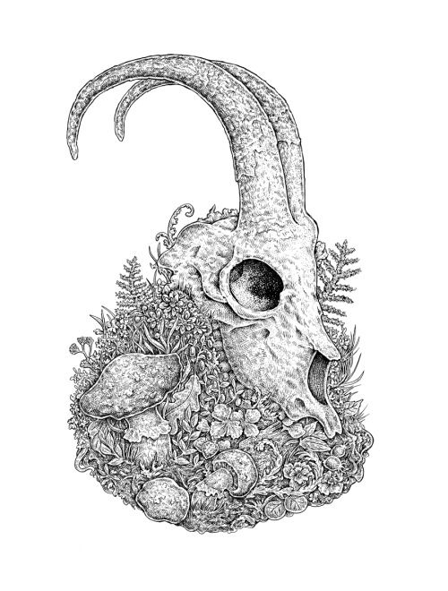 500x660 Animal Skull Drawing Eugenia Hauss Art Amp Design