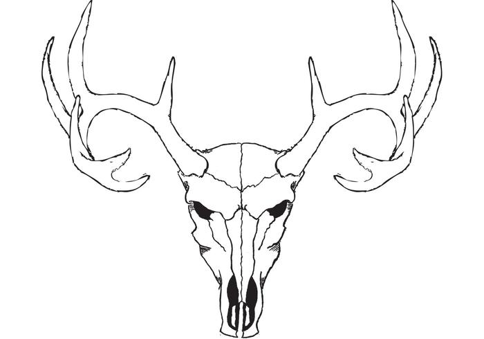 700x490 Deer Skull Vector