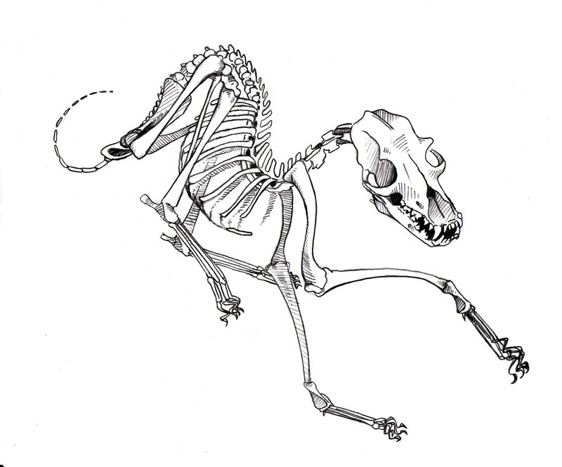 800x665 I Like The Idea Of A Dog Skeleton Tattoo On My Spine Tattoo