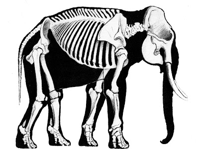 400x300 Scott Hartman's Skeletal