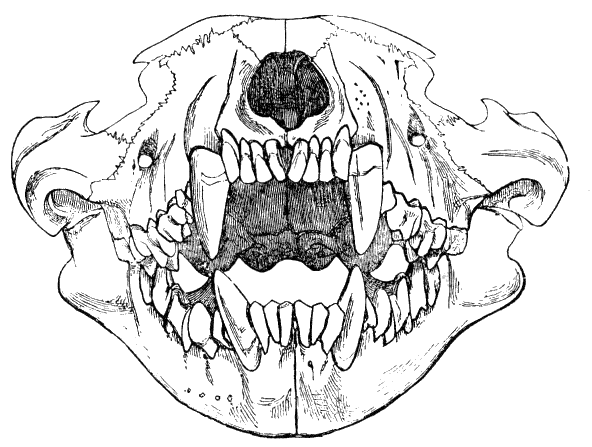 592x447 Fox Skeleton Pelvis Drawing