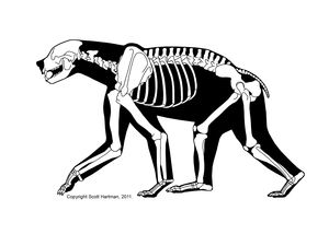 300x225 A Collection Of Skeletal Drawings Of Prehistoric Animals