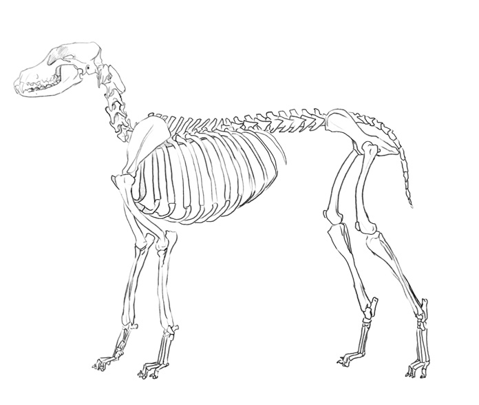696x588 Anatamation Where Anatomy Meets Animation Dog Anatomy