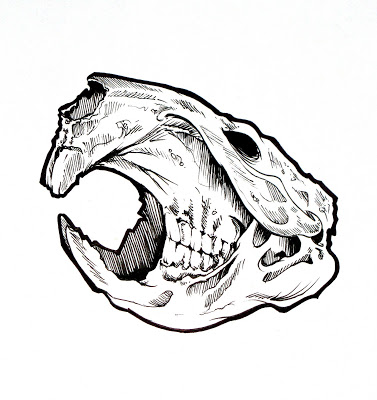 377x400 Drawn Beaver Skull