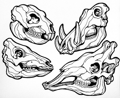 500x408 Animal Skull Line Drawing