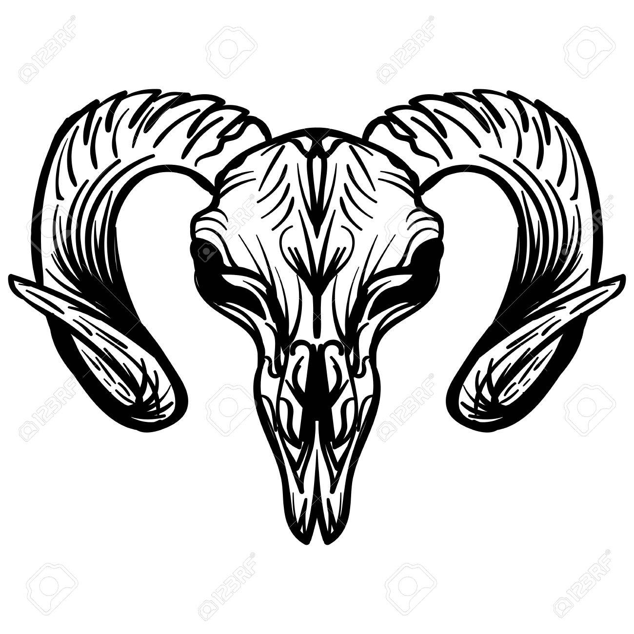 1300x1300 Goat Skull Hand Drawn, Isolated On White. Drawing Sketch