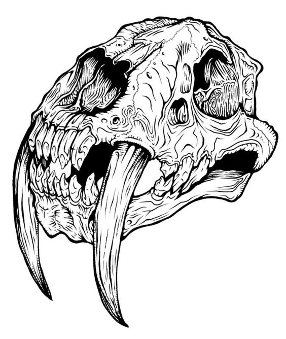 564x668 Image Of Replica Saber Tooth Tiger Skull Drawing
