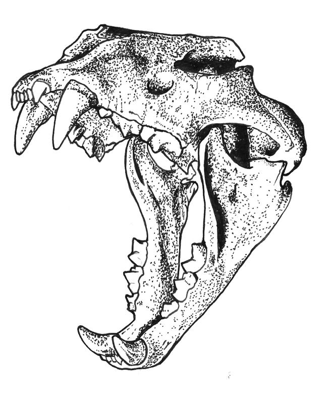 644x800 Stippled Dotwork Lion Skull Ink Drawing By Ben Licata Tattoonow
