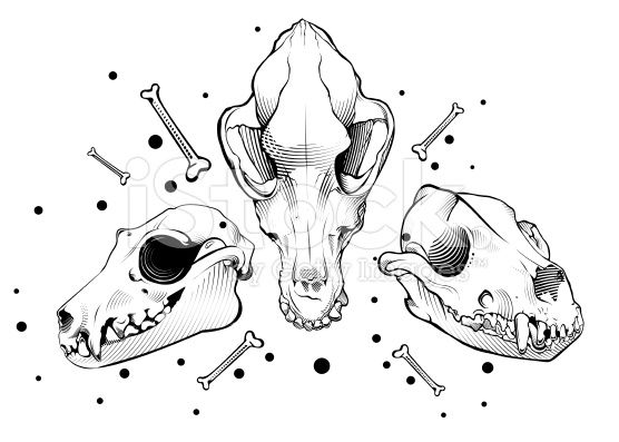 556x397 The Best Dog Skull Ideas On Dog Anatomy, Anatomy