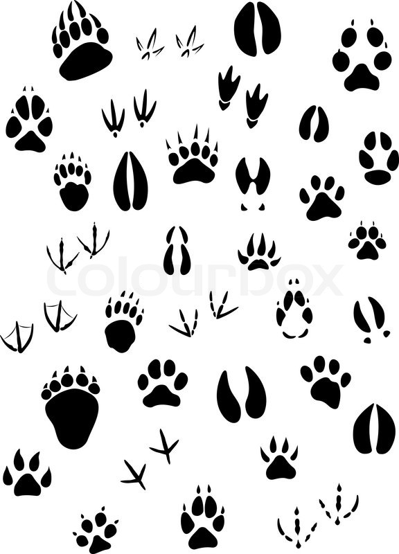 576x800 Big Set Of Animal Footprints Include Mammals And Birds Stock