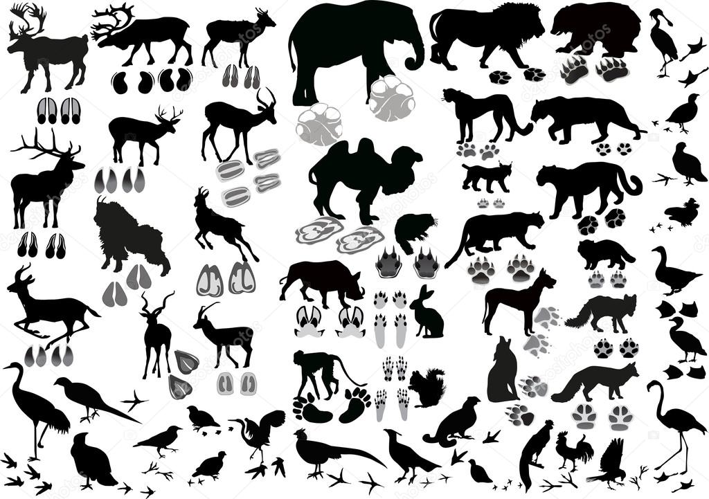 1024x721 Black Birds And Animals With Tracks Stock Vector Dr.pas