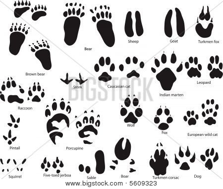 Animal Tracks Drawing at GetDrawings | Free download