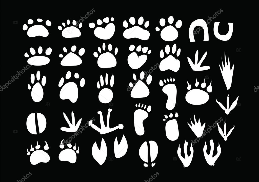 1023x719 Animal Footprint Vector Stock Vector Porjai