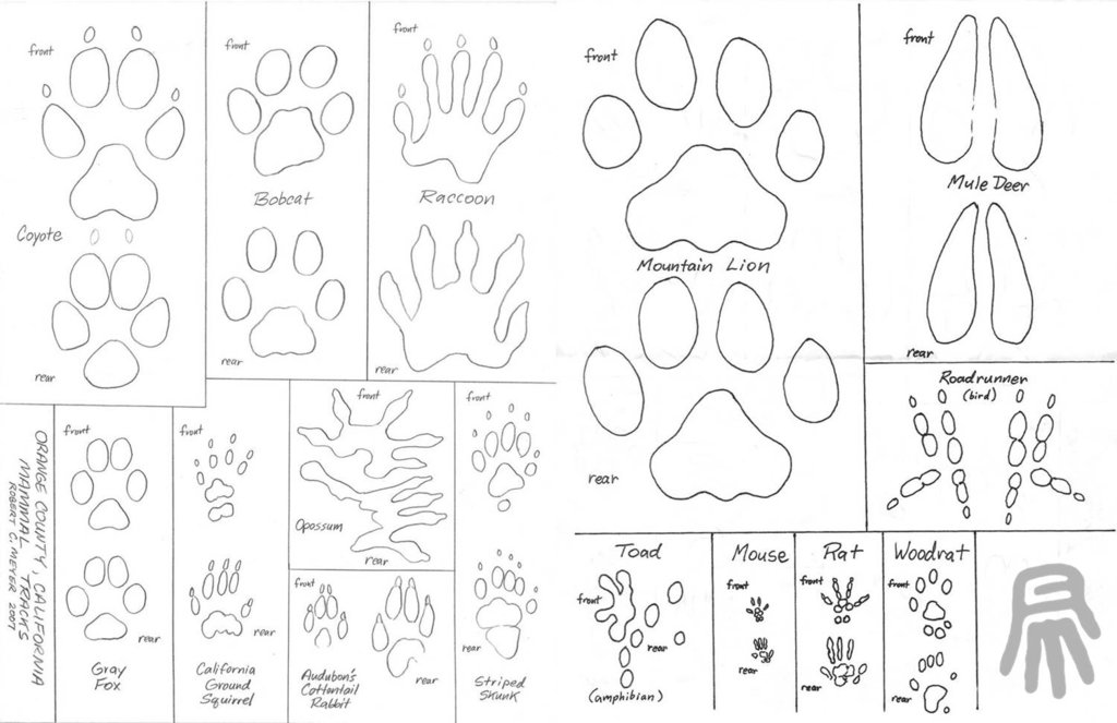 1024x663 Animal Track Guide By Robertmeyer