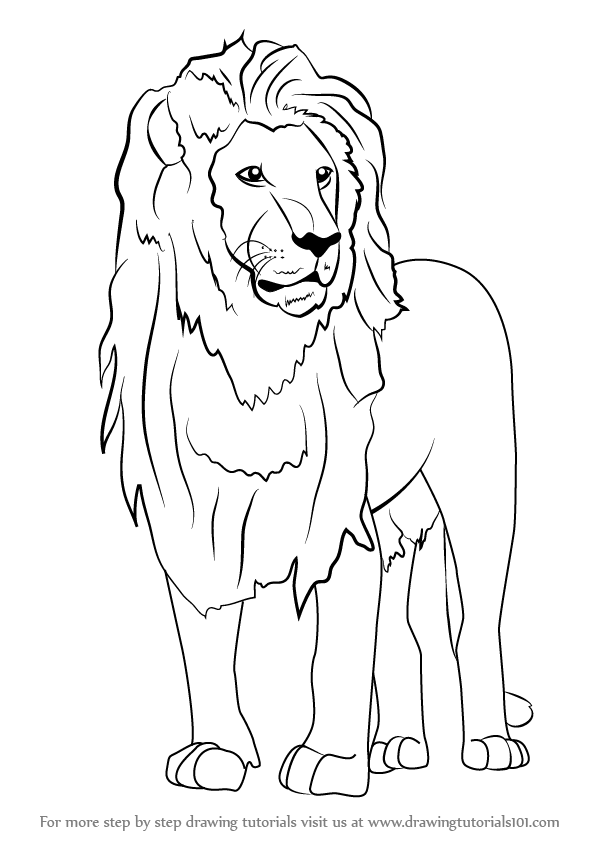 597x844 Learn How To Draw An Asian Lion (Wild Animals) Step By Step