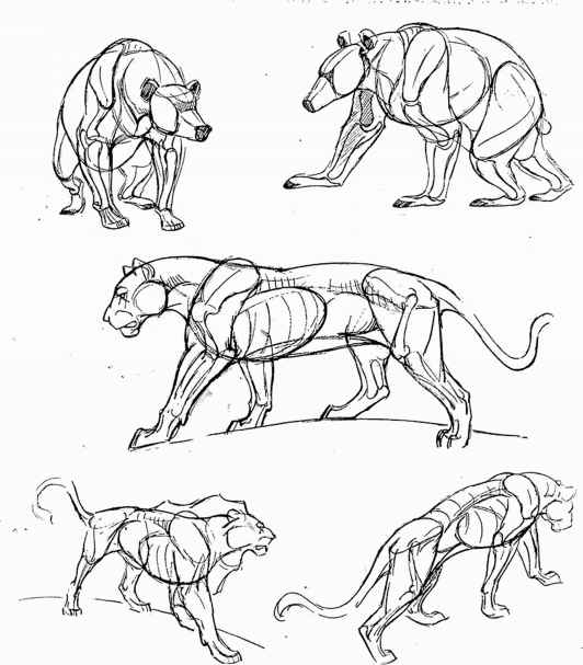 532x607 Animal Structure