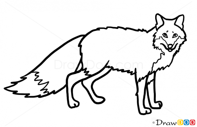 665x427 How To Draw Animals