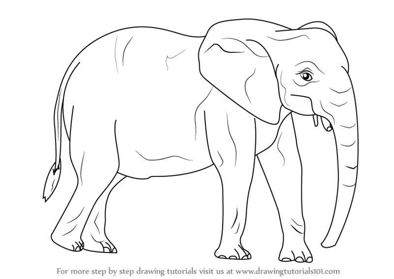 800x566 Learn How To Draw An African Elephant (Wild Animals) Step By Step