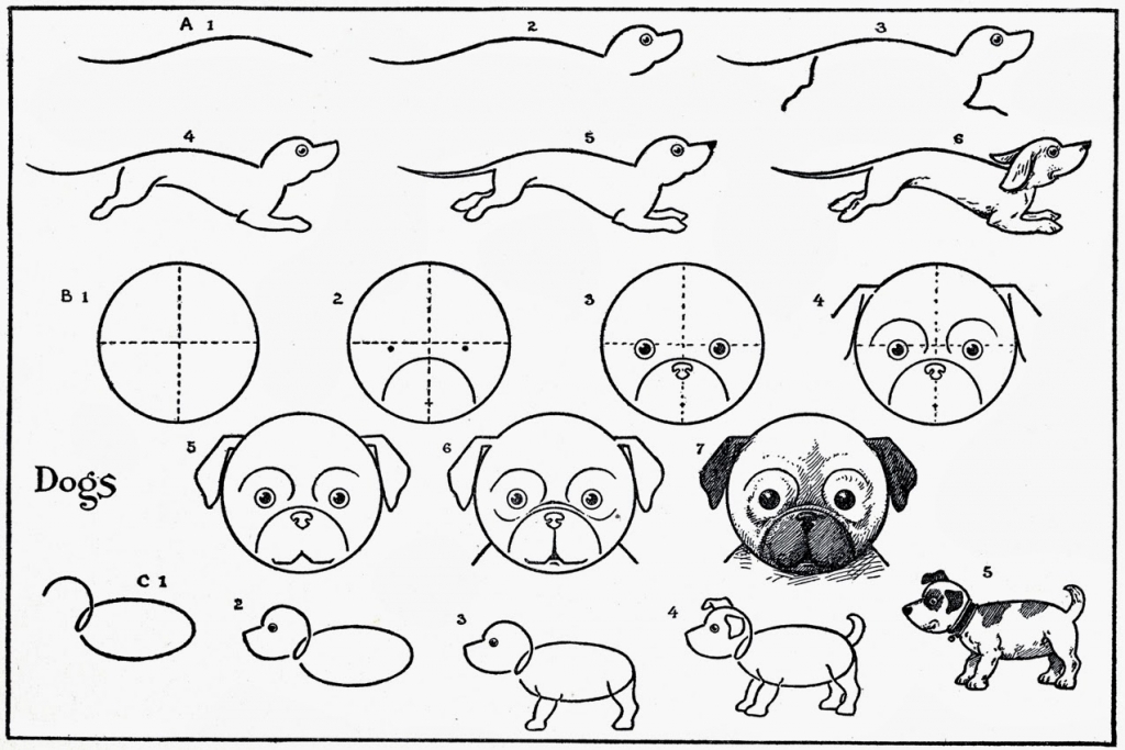 1024x683 Step By Step Animal Drawings Artist In La La Land Illustration Amp