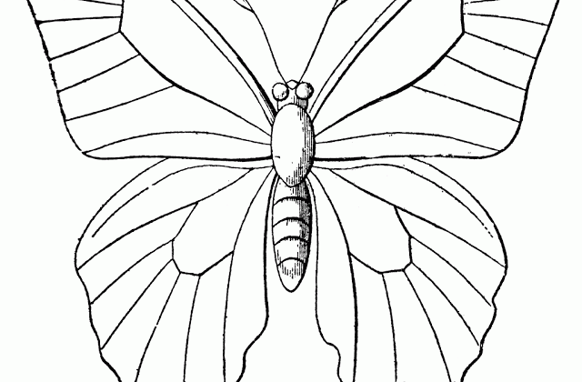 640x420 Simple Animal Outline Drawings Butterfly Coloring Drawing
