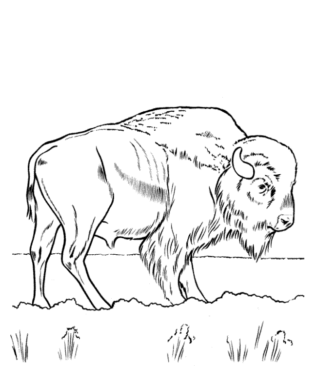 650x750 Buffalo Outline 553938