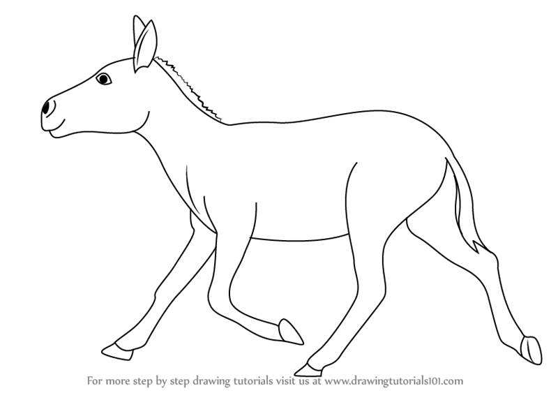 800x563 Learn How To Draw A Indian Wild Ass (Wild Animals) Step By Step