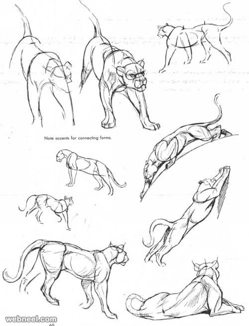 500x655 Pictures Drawing Photos In Animal,