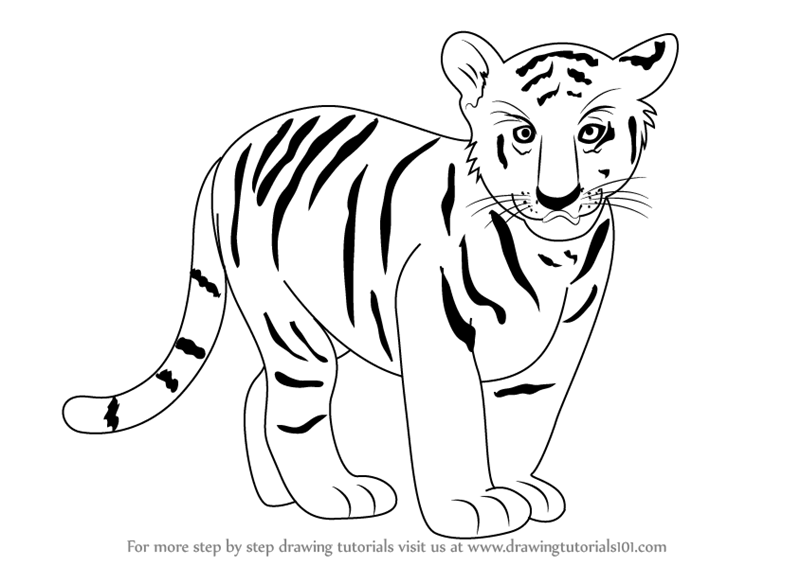 800x566 Pictures Of Tiger Drawings Learn How To Draw Tiger Cub Zoo Animals