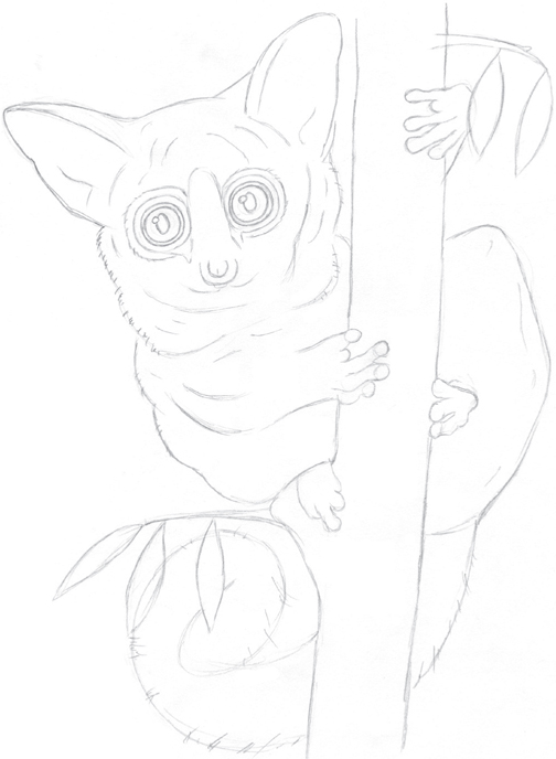 504x688 Bush Baby