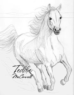 236x304 Omg, It's So Beautiful! I Love Horses Sketches