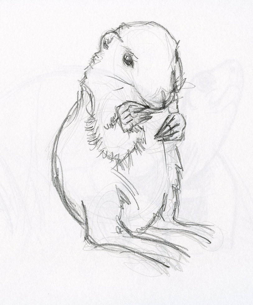 813x983 Pencil Sketch Images Of Animals