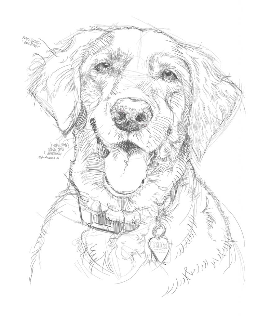 832x1024 Best Pencil Drawings Of Animals 138 Best 16. Cats Amp Art