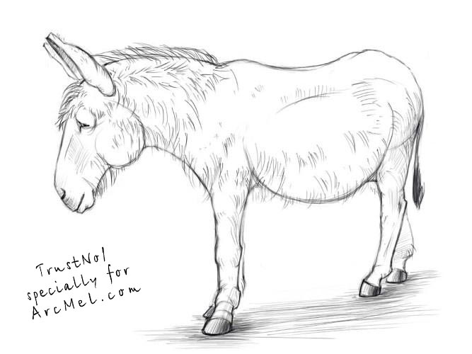 667x500 How To Draw A Donkey Step By Step