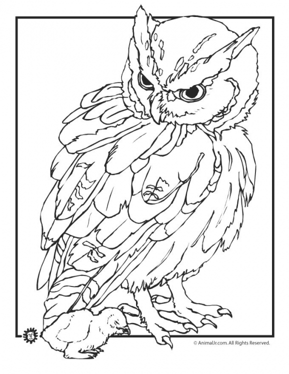 578x748 500 Best Birds, Insects Etc. Coloring Pages Images